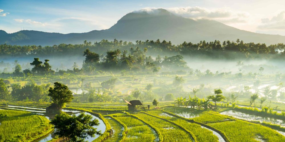 Rice fields, Bali, Indonesia