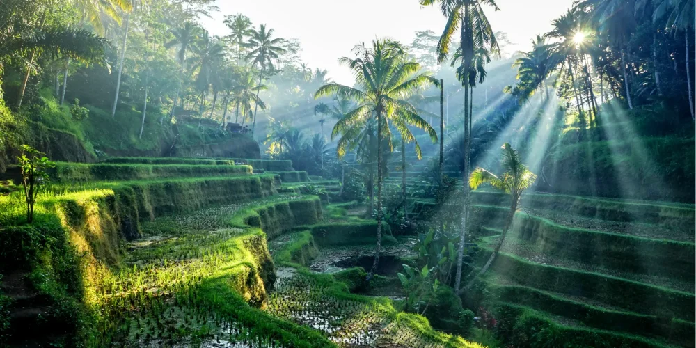 ubud